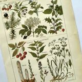 Vintage engraving from 1925 • Sudorific medicinal plants by M. Desse