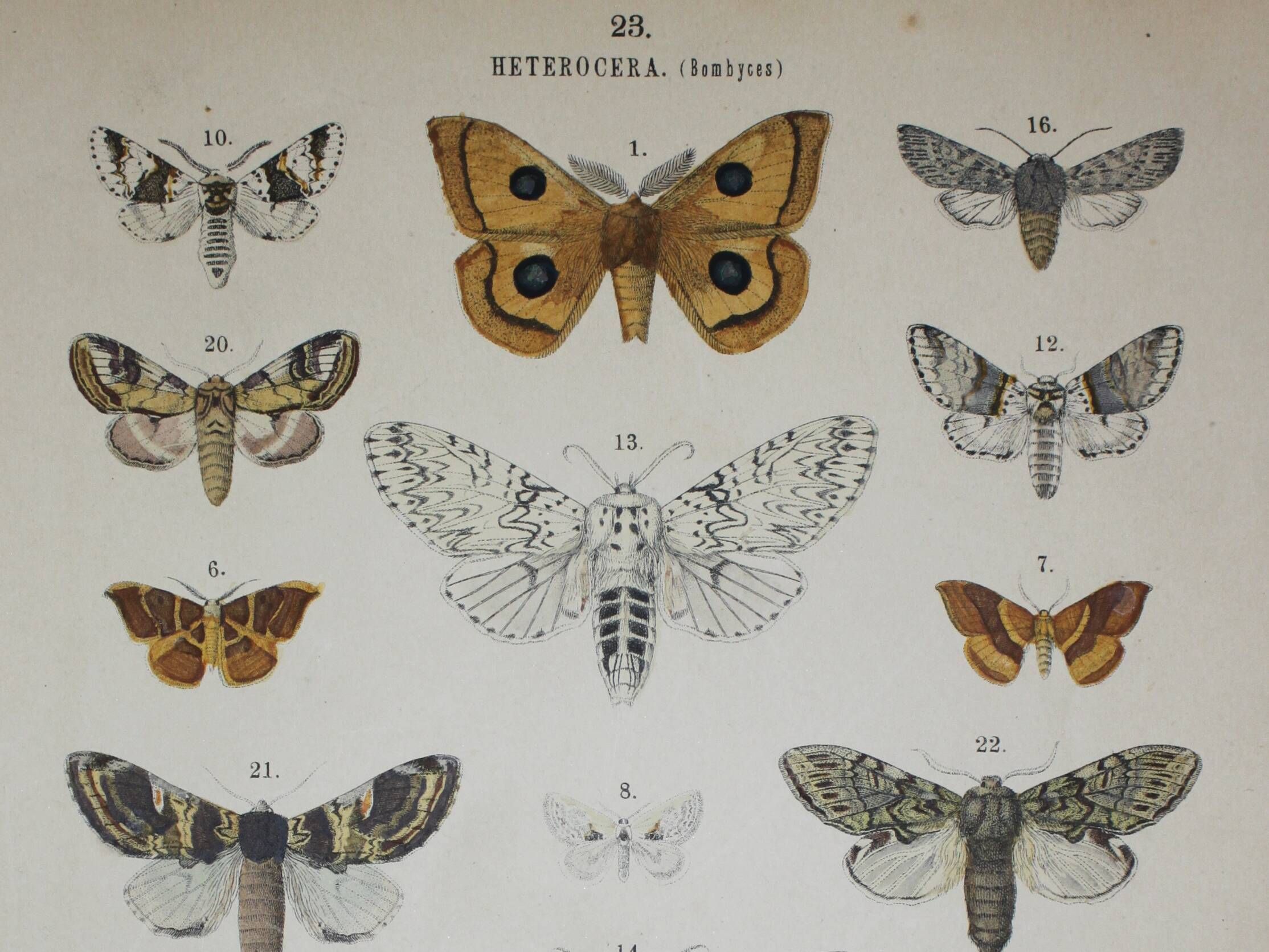 Old lithograph of Butterflies - Engraving from 1887 - Tau - Vintage illustration