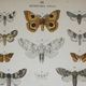 Old lithograph of Butterflies - Engraving from 1887 - Tau - Vintage illustration