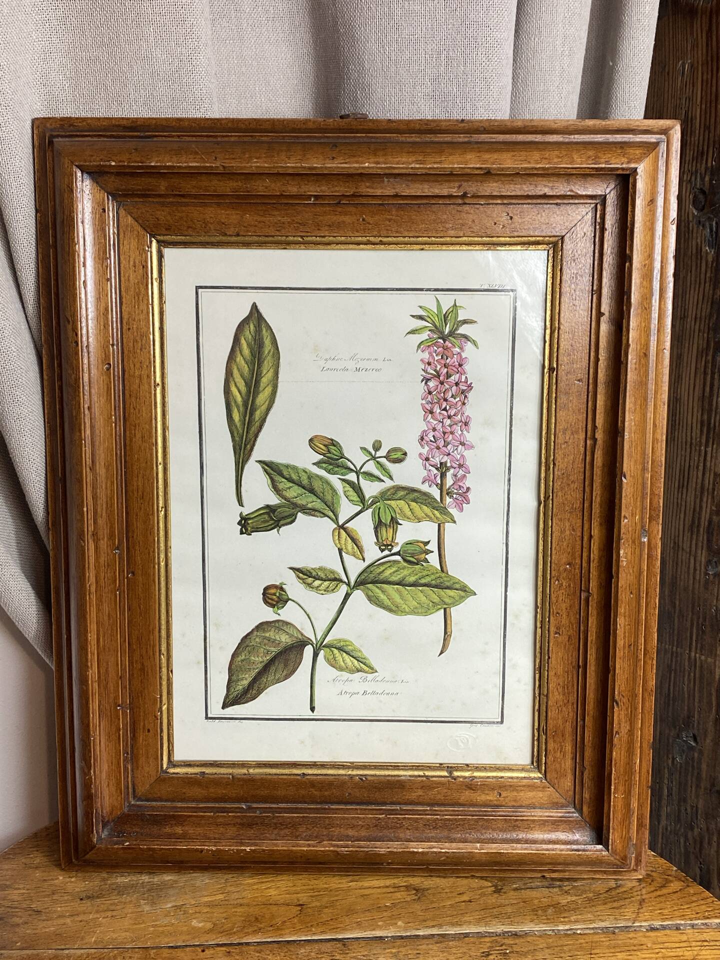 Framed botanical print, Atropa Belladonna