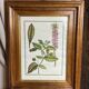 Framed botanical print, Atropa Belladonna