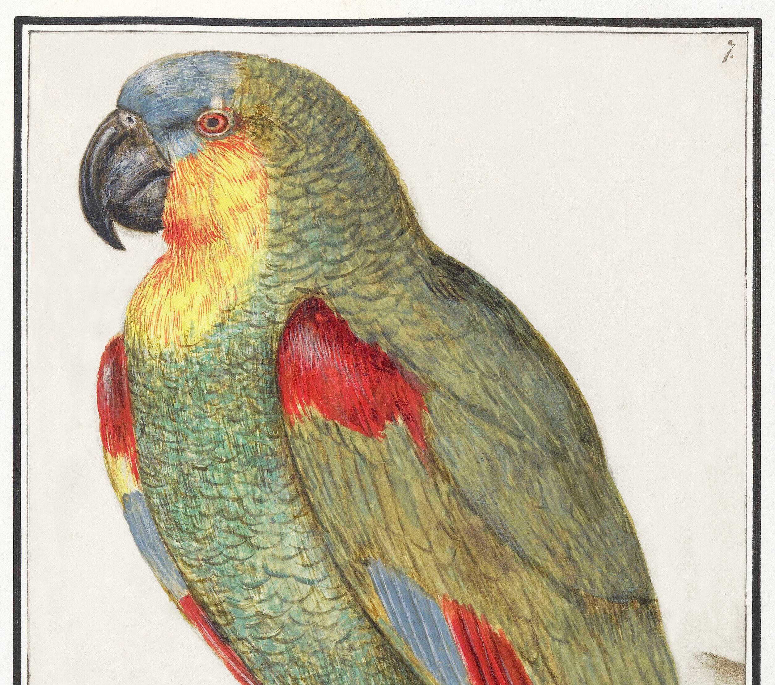 Affiche sur le perroquet, d'après une gravure ancienne de 1610