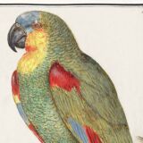 Affiche sur le perroquet, d'après une gravure ancienne de 1610