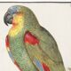 Small poster about the Parrot, after an old engraving from 1610.