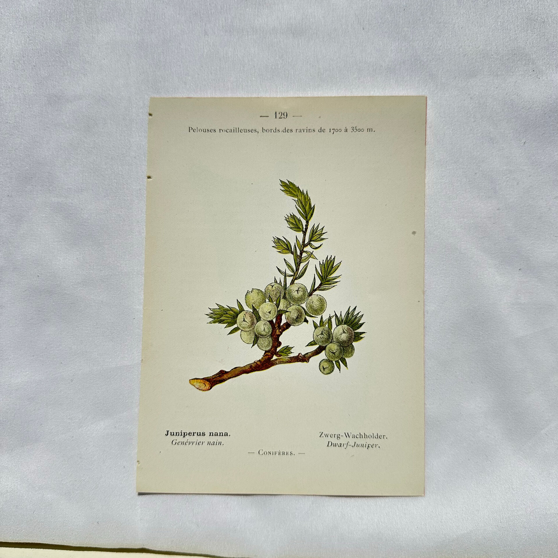 Old Botanical Engraving, "White Hellebore & Dwarf Juniper", Herbie