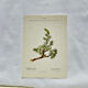Old Botanical Engraving, "White Hellebore & Dwarf Juniper", Herbie