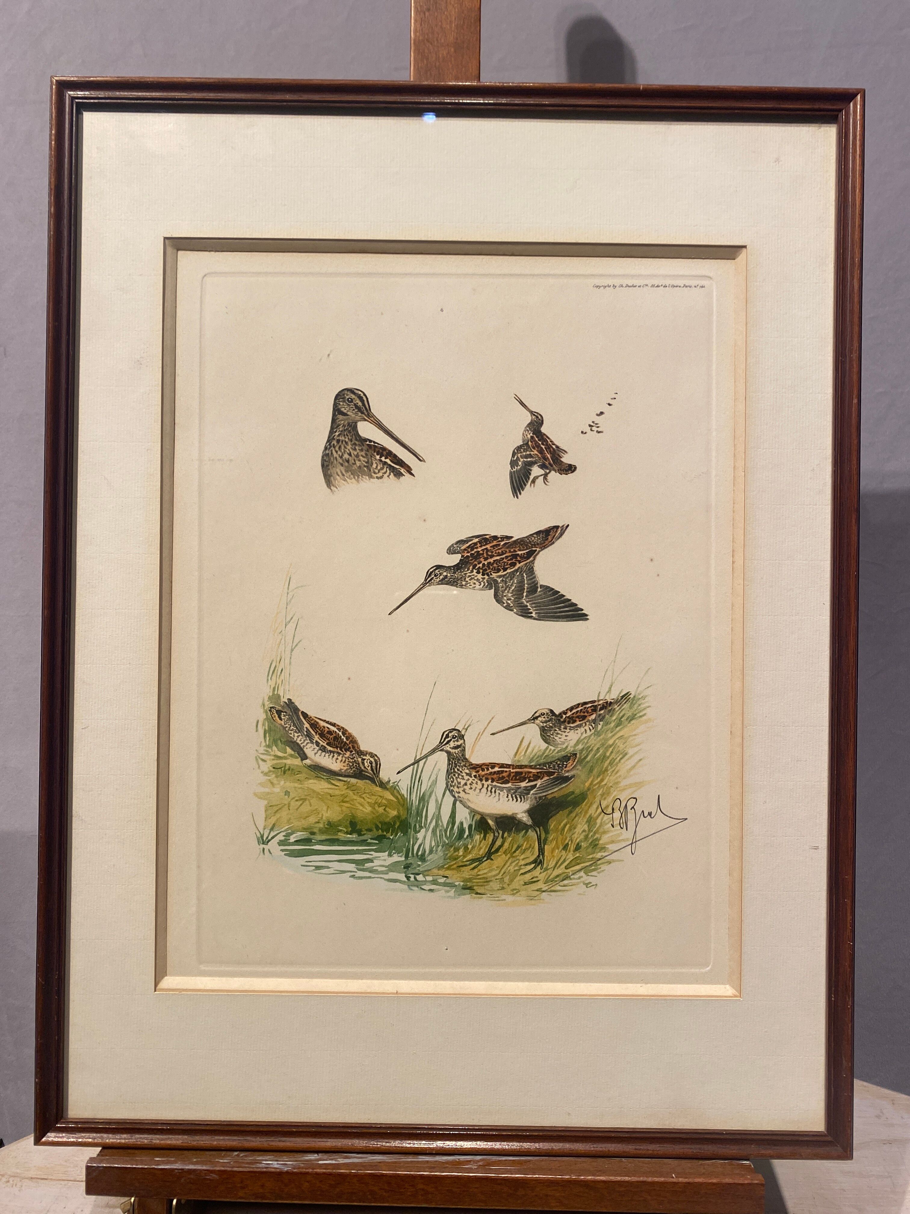 Gravure de chasse sur le thème de la bécasse sauvage