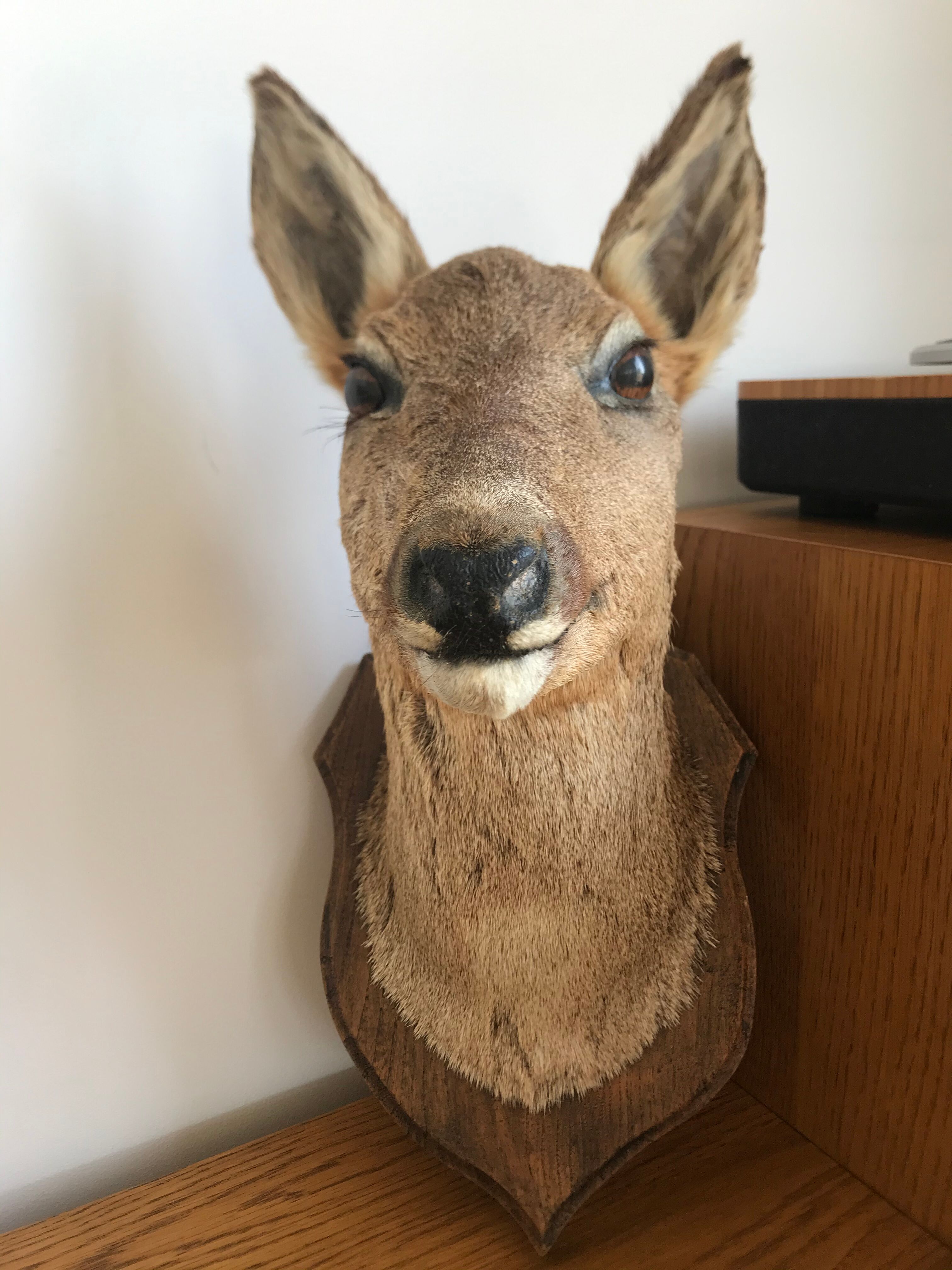 Taxidermy deer head
