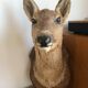 Taxidermy deer head