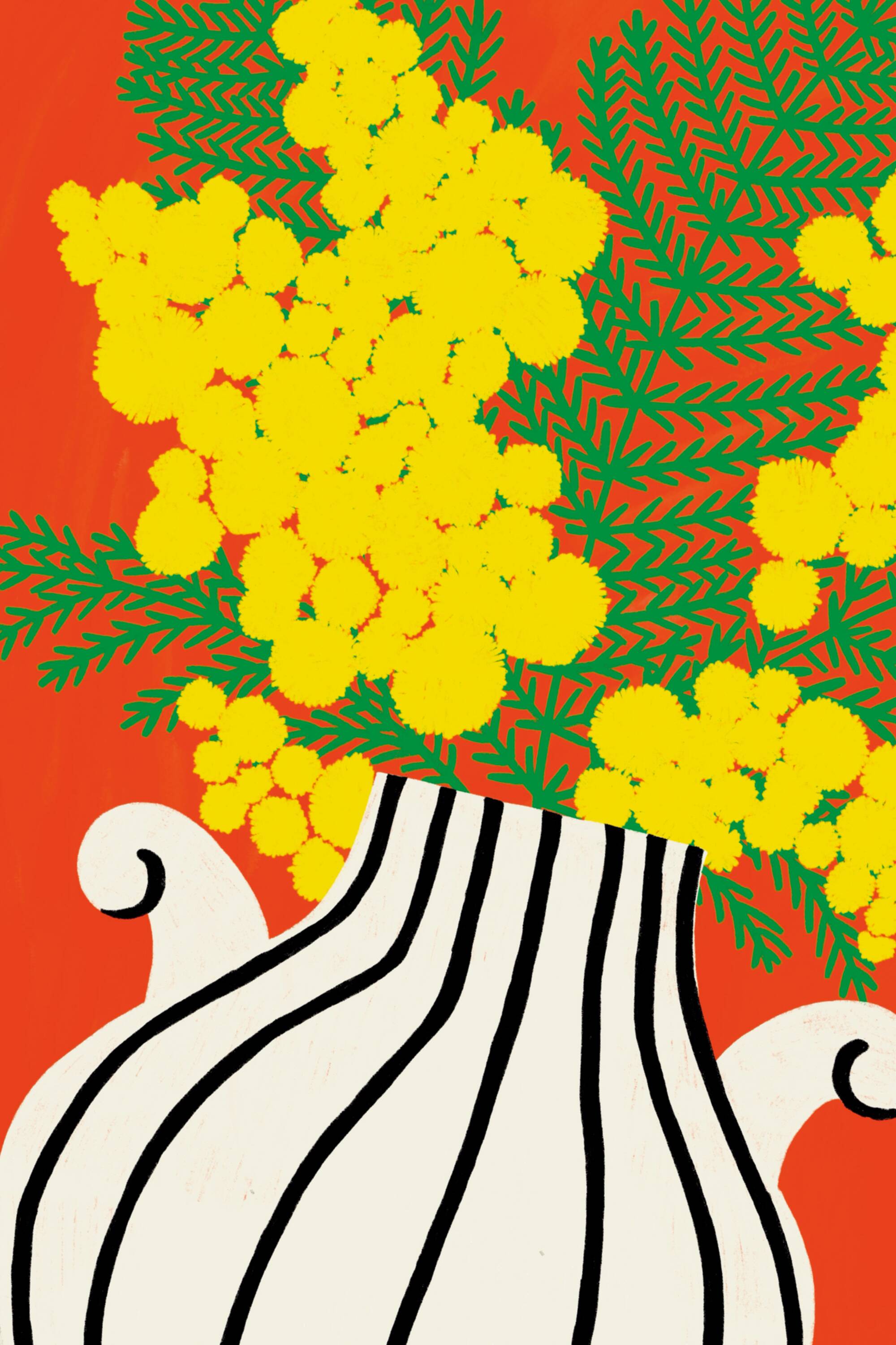 THE MIMOSA - A4 illustration