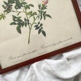 Framed lithograph roses Pierre Joseph Redouté, vintage botanical poster