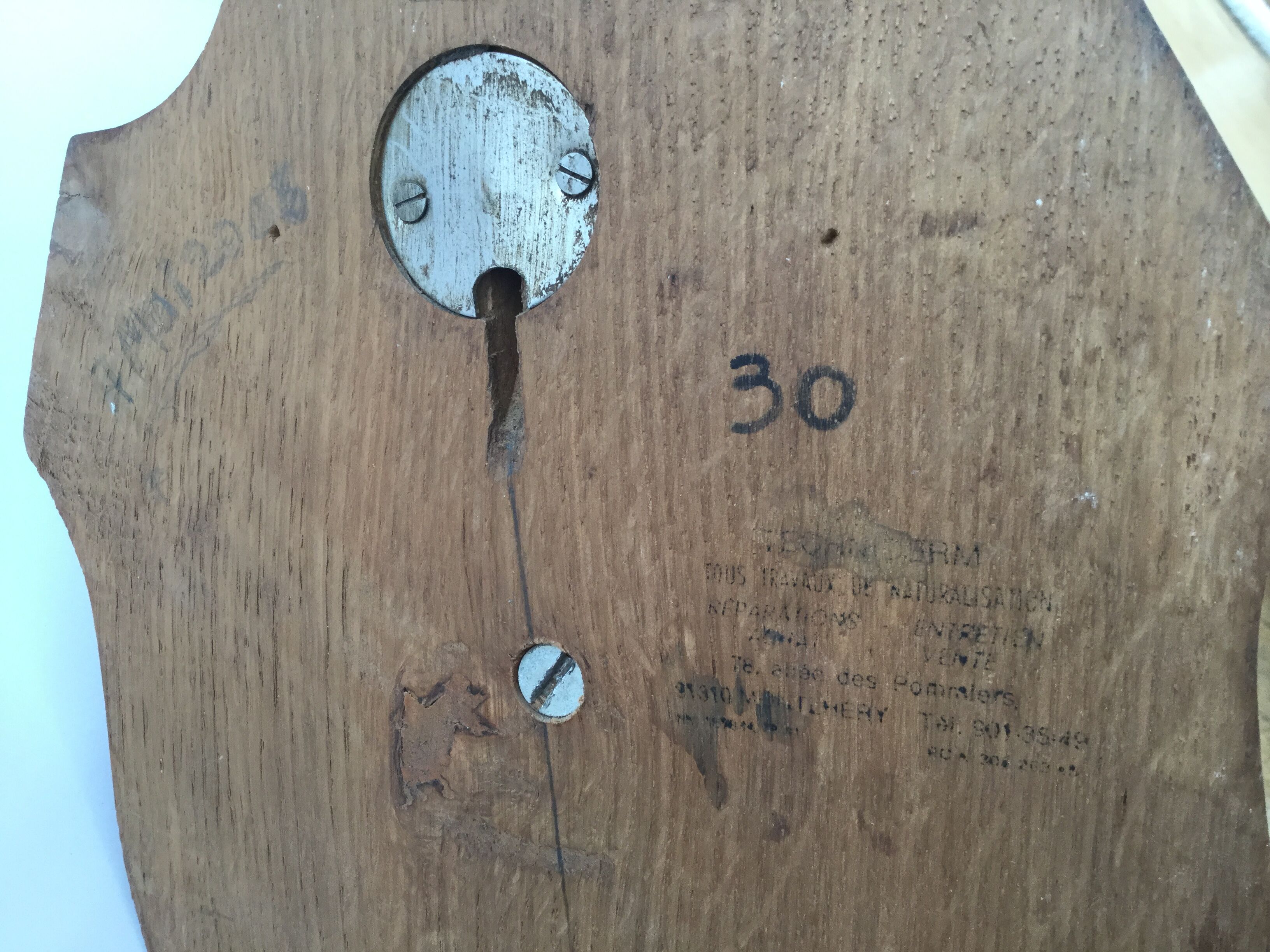 Naturalized deer head hunting trophy