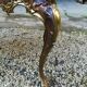 Table basse Louis XV marbre rose