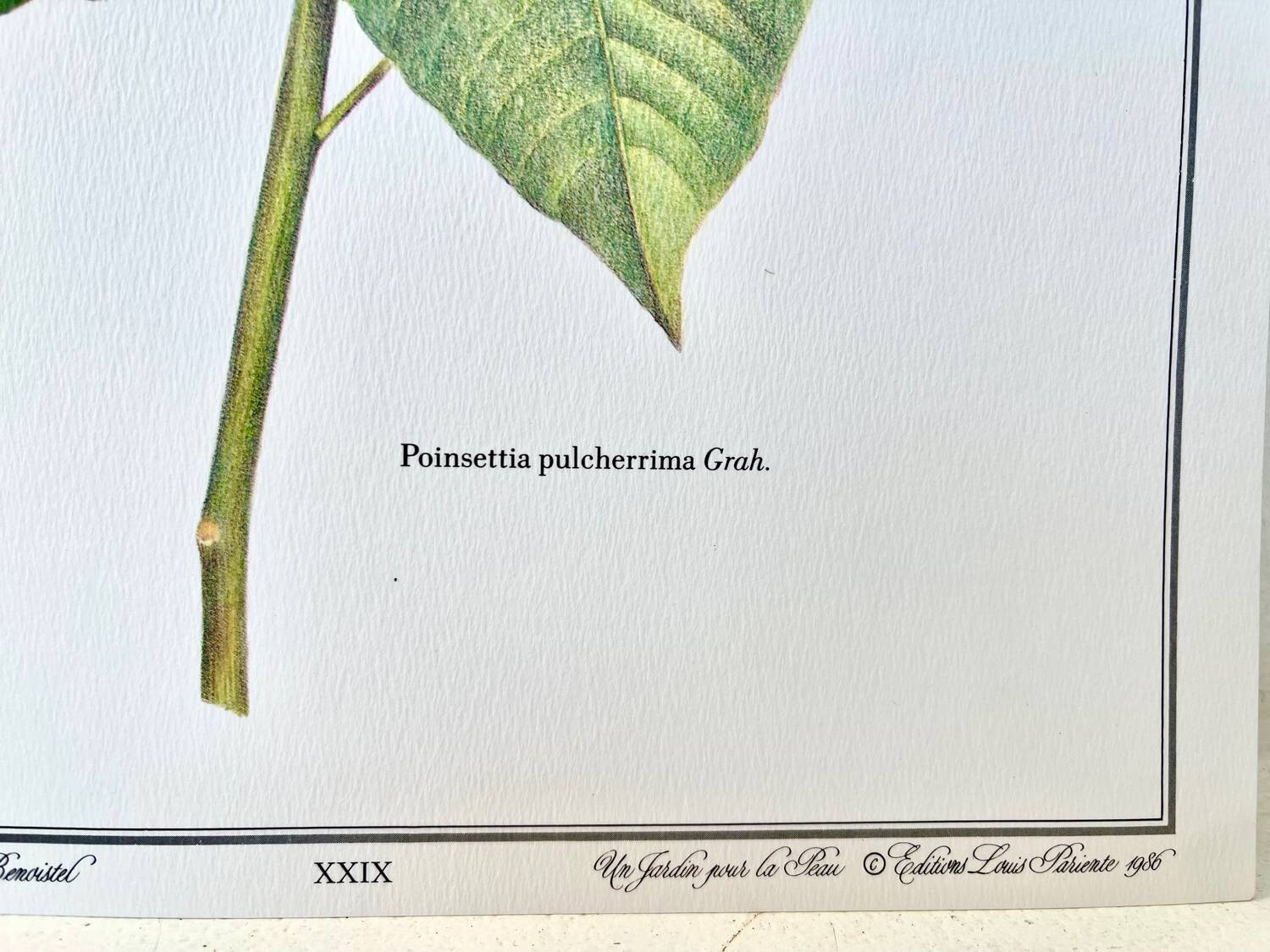 Botanical plate – Poinsettia pulcherrima – Louis Pariente, 1986