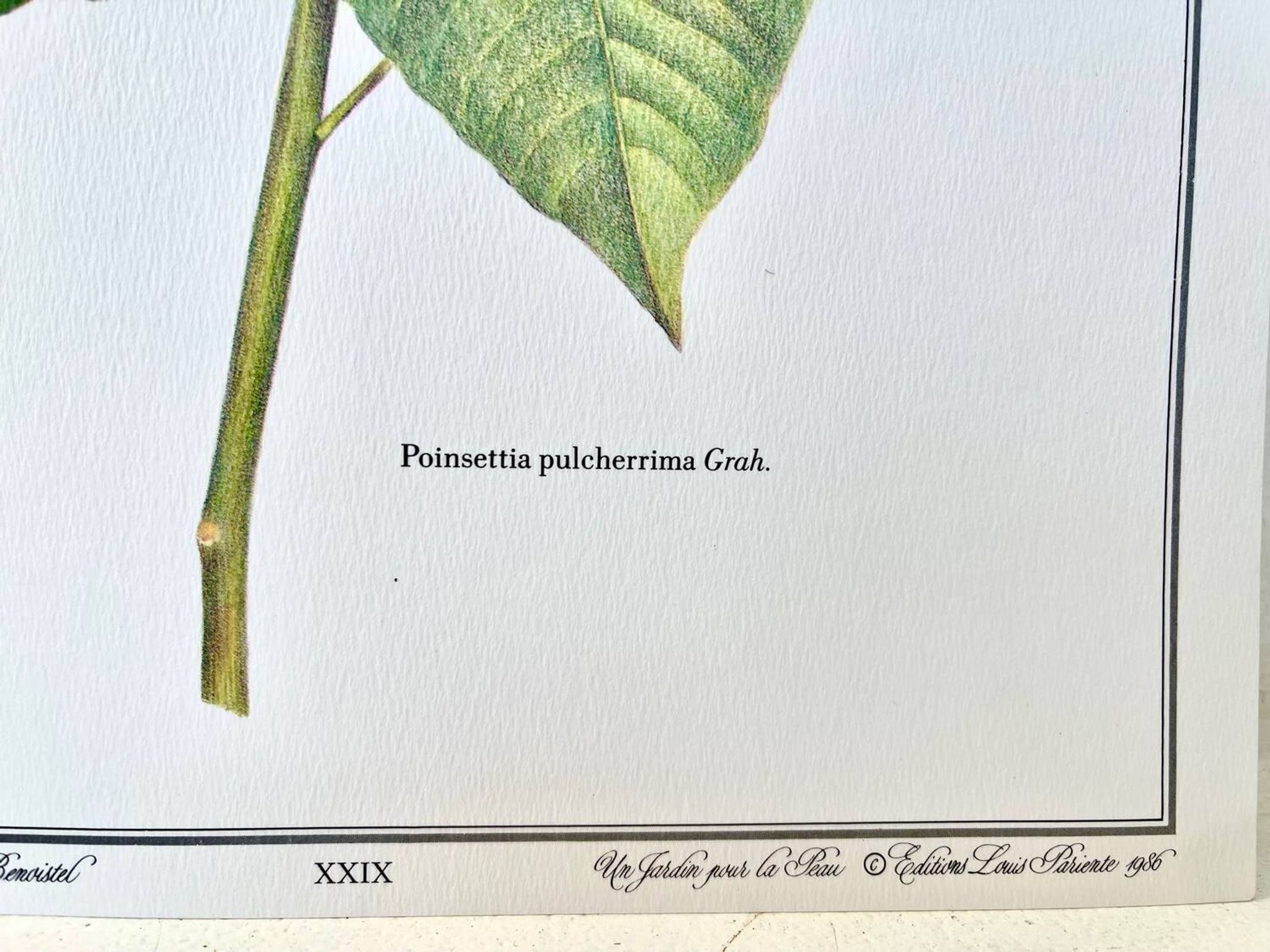 Planche botanique – Poinsettia pulcherrima – Louis Pariente, 1986