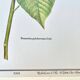 Botanical plate – Poinsettia pulcherrima – Louis Pariente, 1986