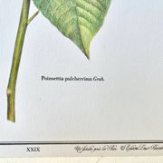 Planche botanique – Poinsettia pulcherrima – Louis Pariente, 1986