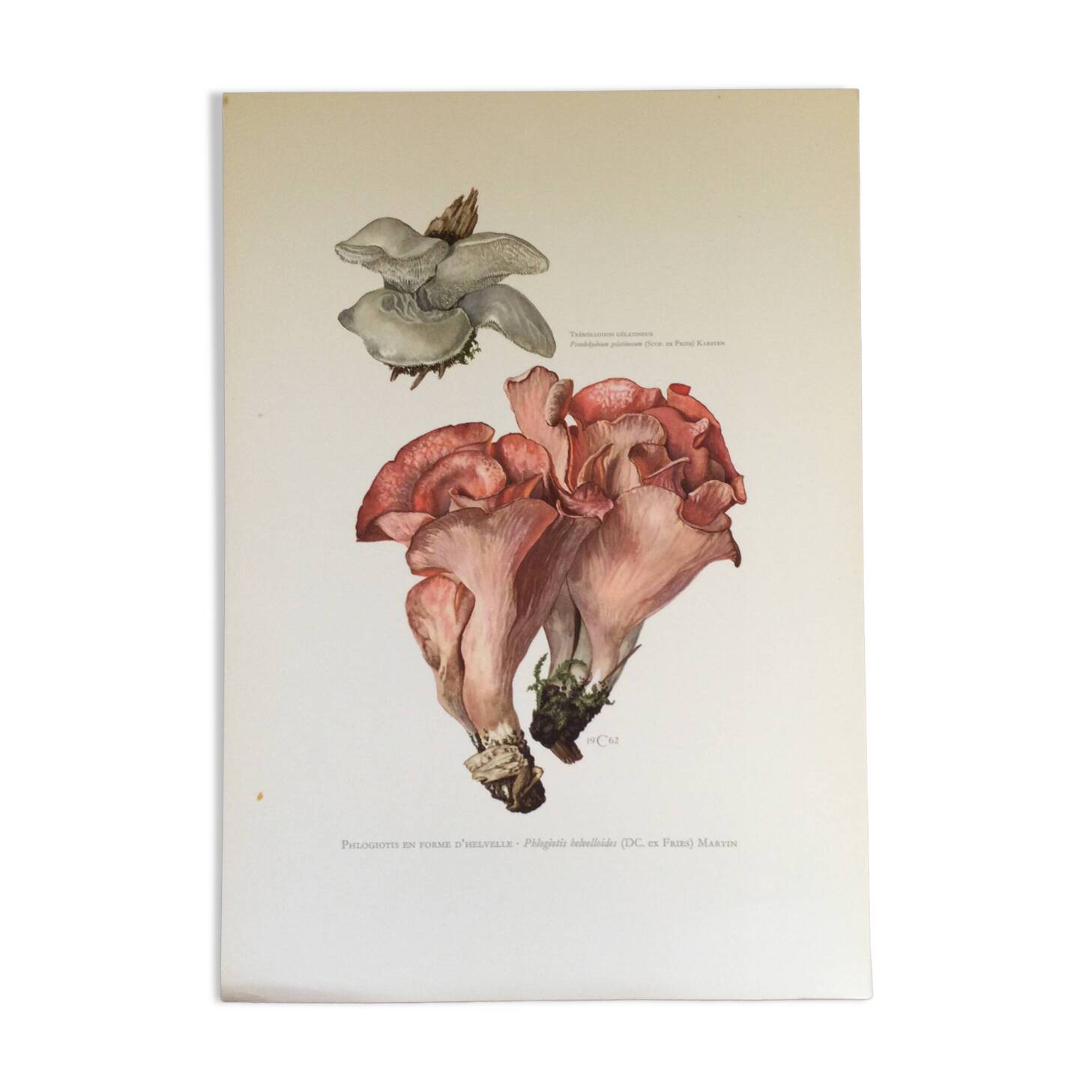 Botanical illustration "mushrooms", 1960s