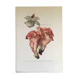 Illustration botanique "champignons", années 60