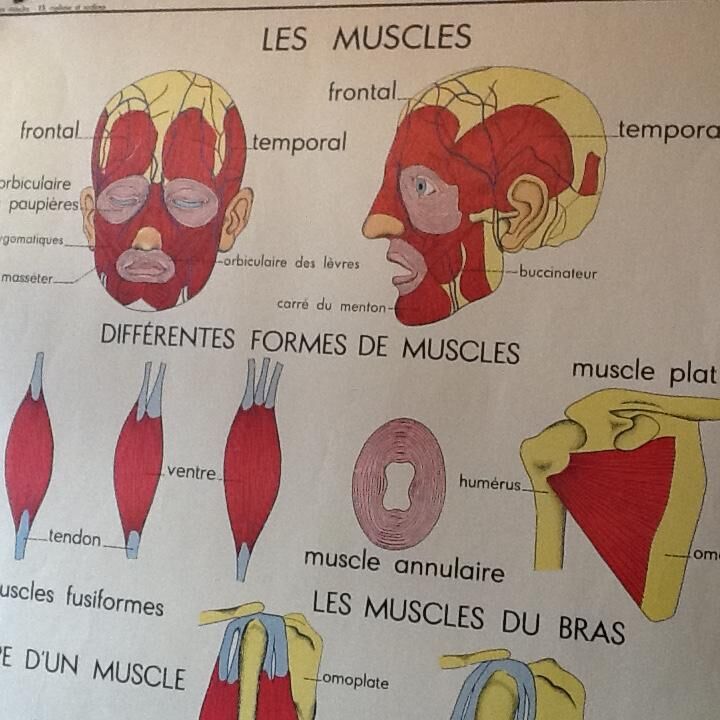 Poster teaching years 60 - muscle / skeletal health