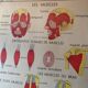 Poster teaching years 60 - muscle / skeletal health