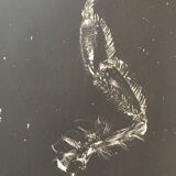 Photogramme original JM Baufle, entomologie, circa 1940