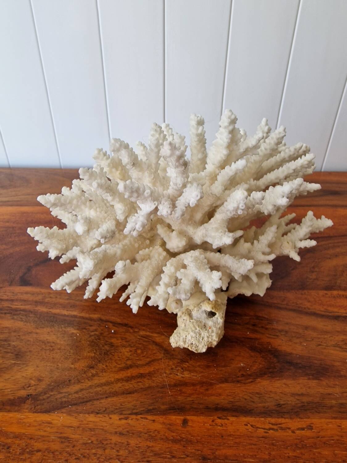 Large white coral