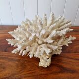Large white coral