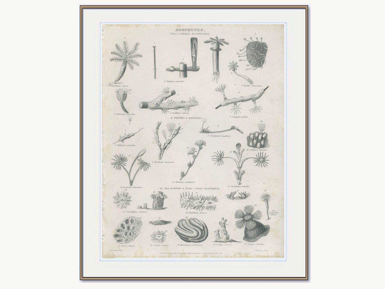 Engraving of marine life: nineteenth century coral