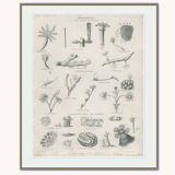 Engraving of marine life: nineteenth century coral