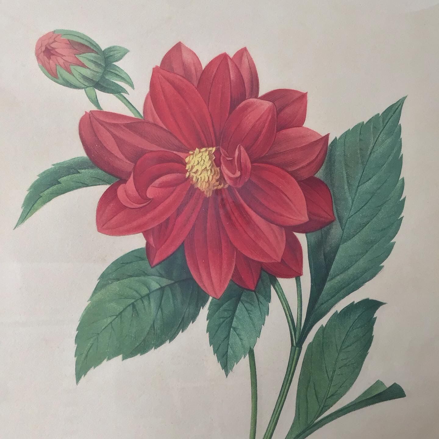 Vintage lithograph frame Redouté flowers