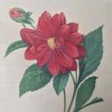 Vintage lithograph frame Redouté flowers