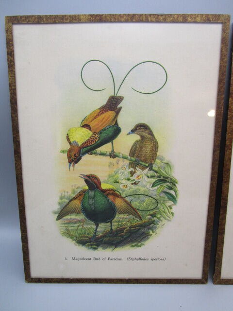 Pair of engravings of ancient birds