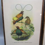 Pair of engravings of ancient birds