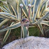 Modernist sugar pinch chrome metal