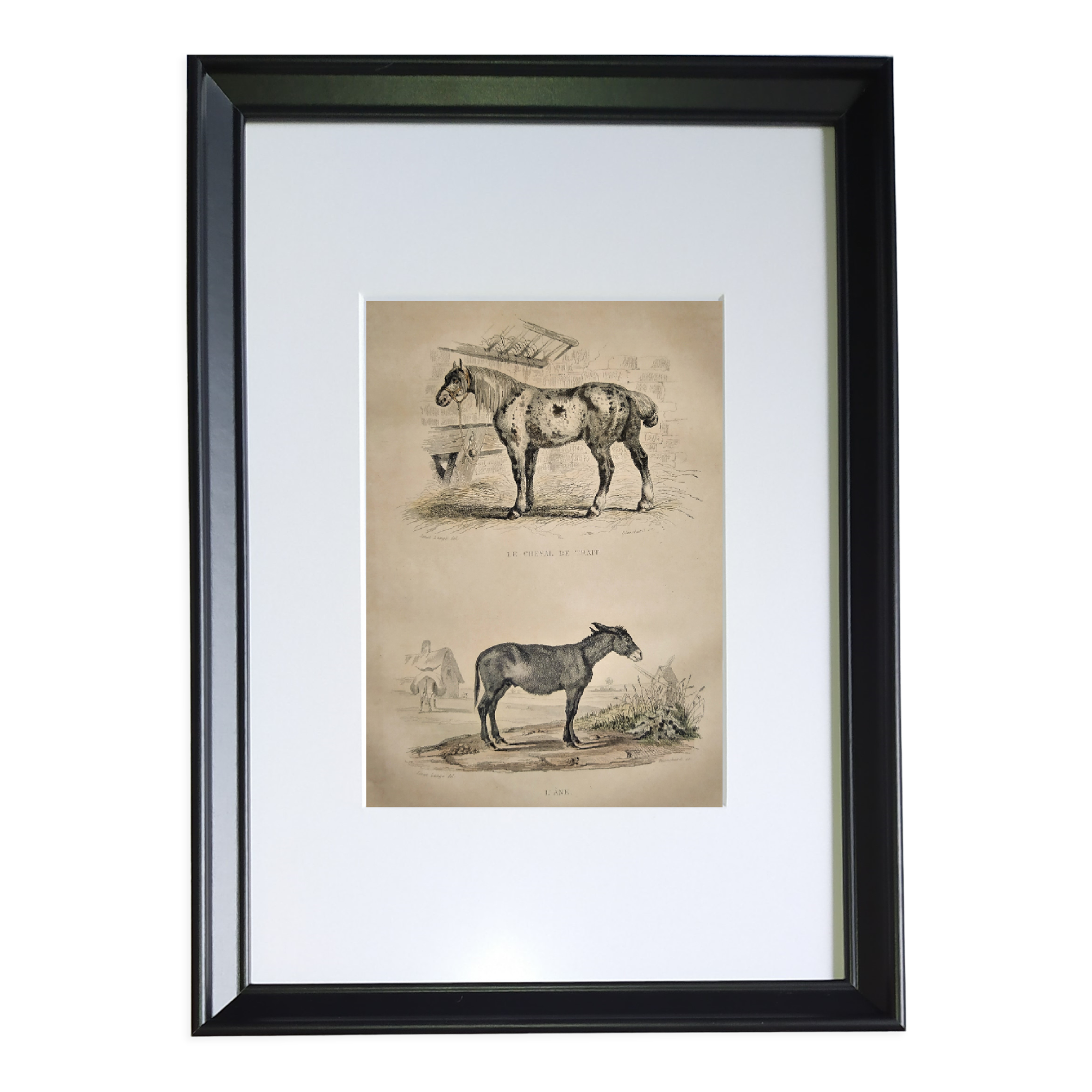 Original zoological frame engraving of 1839 " tait's horse,.... "
