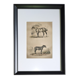 Original zoological frame engraving of 1839 " tait's horse,.... "