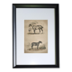 Original zoological frame engraving of 1839 " tait's horse,.... "