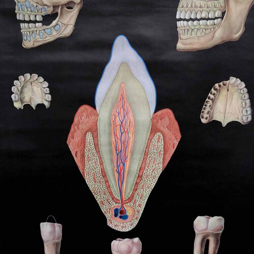 Affiche dents humaines, années 1960