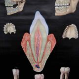 Pull-Down Chart of Human Teeth, 1960s