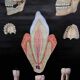 Pull-Down Chart of Human Teeth, 1960s
