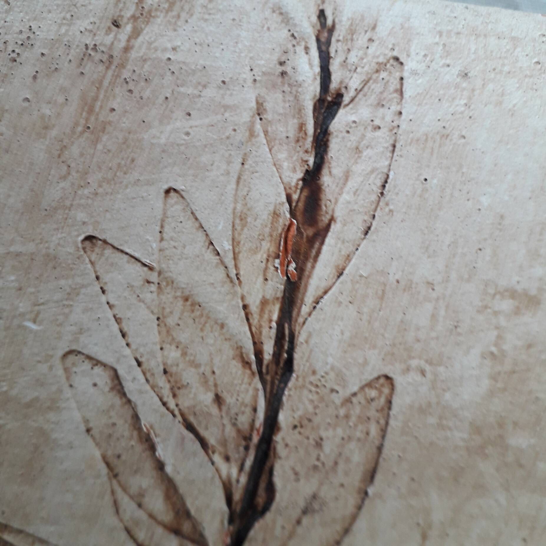 Herbarium cut dish