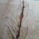 Herbarium cut dish