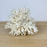 Natural old white coral 15 cm