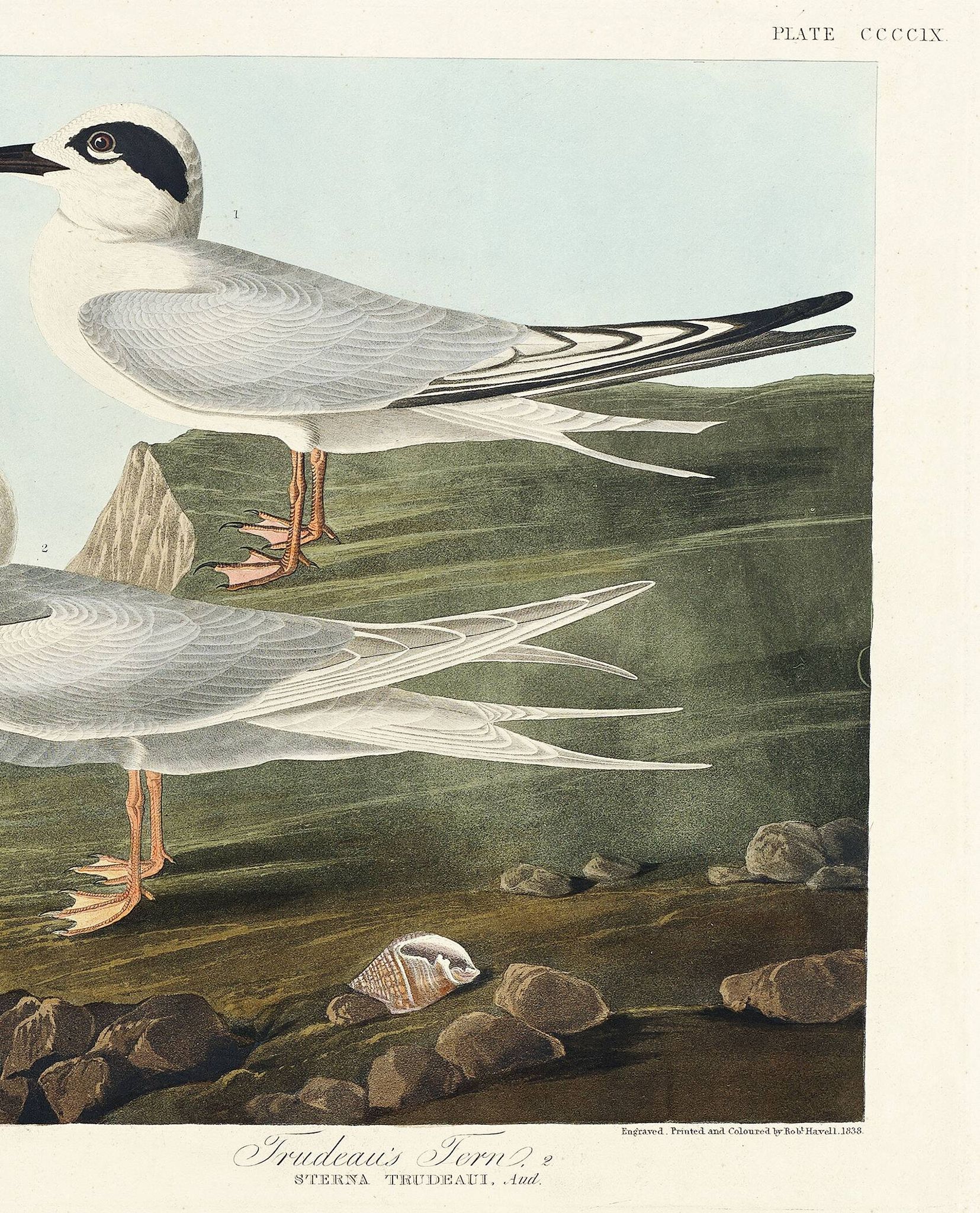 Poster about Terns, based on an old engraving from 1827.