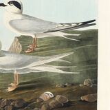 Poster about Terns, based on an old engraving from 1827.