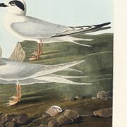 Poster about Terns, based on an old engraving from 1827.
