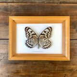 Butterfly frame "Idea leuconoë clara"