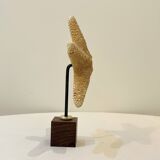 Old natural starfish on wooden base cabinet of curiosities shell
