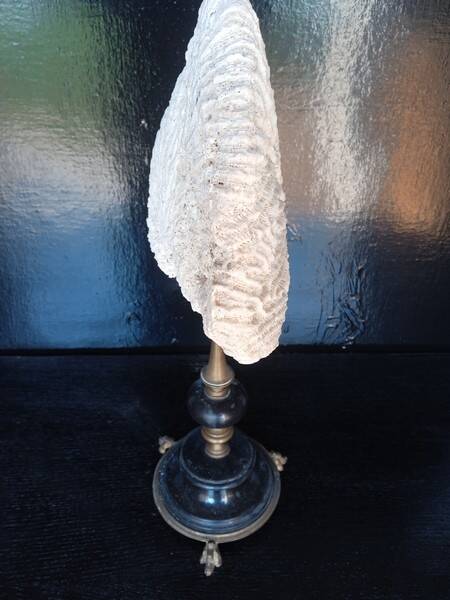 Cabinet of Curiosities 36cm coral brain of Neptune on base